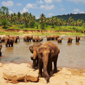 Elefanten im Fluss auf Sri Lanka