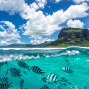 Mauritius Fische