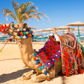 Ägypten: 7 Tage Hurghada im TOP 5* Hotel mit All Inclusive, Flug & Transfer nur 362€