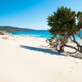 Sardinien Strand Baum