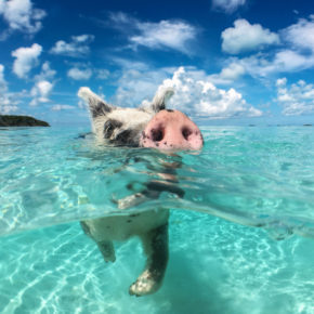 Bahamas Schwein Schwimmen