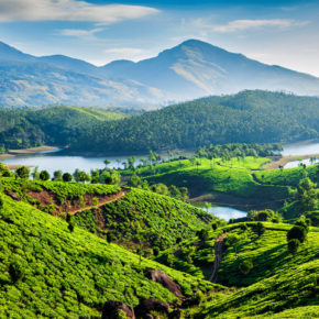 Indien Landschaft Teeplantagen