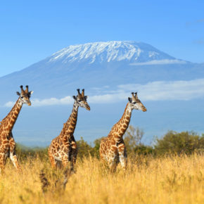 Unvergesslicher Urlaub: 11 Tage Kenia im sehr guten 4* Hotel & Lodge mit Safari, Badetagen, Verpflegung, Flug & Transfers für NUR 2199€