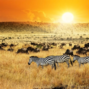 Safari & Baden: 13 Tage Kenia mit 4* Strandhotel, Lodges Vollpension, Flug, Transfer & Zug ab 2559€