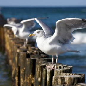 Urlaub an der Ostsee: 4 Tage Rügen mit strandnahen Apartment im Seepark Sellin inkl. Eintritt in die Badewelt nur 129€