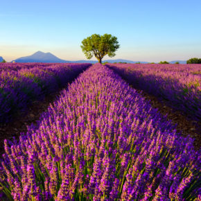 Zur Lavendelblüte in die Provence: 4 Tage übers Wochenende mit gutem Hotel nur 84€