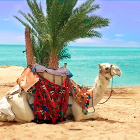 Urlaub unter Palmen: 6 Tage Ägypten im TOP 4* Hotel mit All Inclusive, Flug & Transfer nur 459€