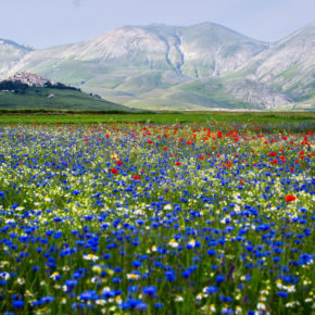 Italien Castelluccio Blumen blau