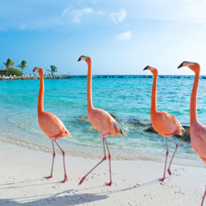 Aruba Pinkte Flamingos Marsch