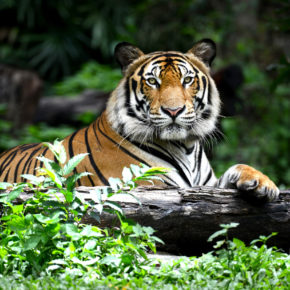 Zoo Tiger