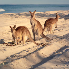 Australien Brisbane Känguru