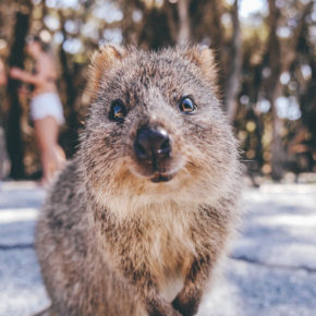 Australien Quokka