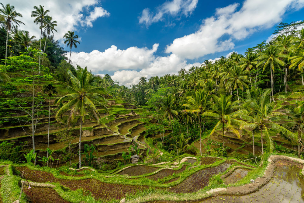 Bali Ubud Reisterrassen