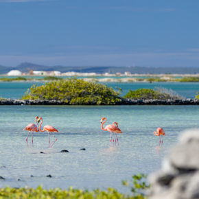 Bonaire Flamingos