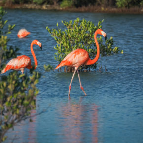 Curacao Jan Kok Salt Plans Flamingos