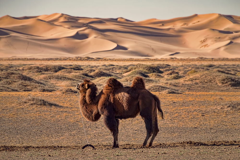 Mongolei Kamel Wüste