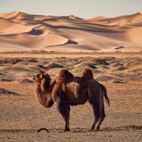 Asien zum Kracher-Preis: Hin- und Rückflüge für 14 Tage in der Mongolei mit Gepäck nur 371€