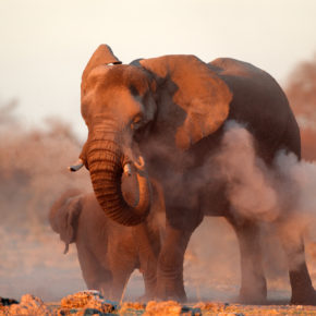 Namibia Elefant