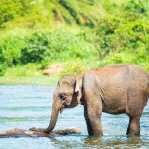 Sri Lanka Elefantenbaby