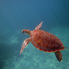 Karibik Turks Caicos Schildkröte