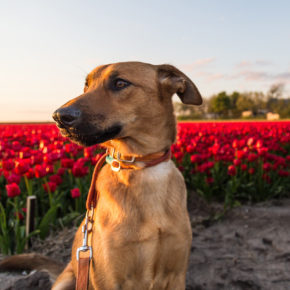 Niederlande Hund Tulpen Wiese