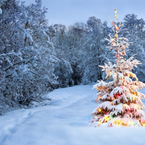 Weihnachtsbaum Schnee