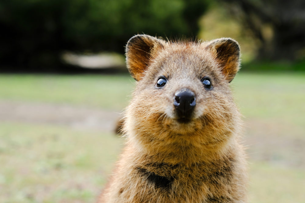 Australien Rottnest Island Quokka