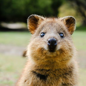 Australien Rottnest Island Quokka