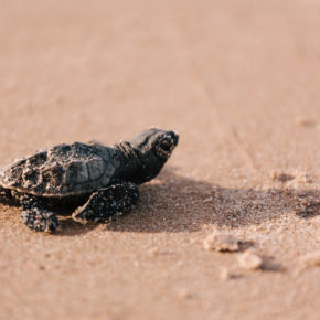 Menschenleere Strände in Brasilien: Knapp 100 gefährdete Schildkröten-Babys geschlüpft